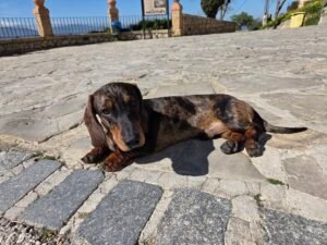 Fotografía del animal Oreo en Archidona, Málaga