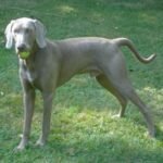 Fotografía de referencia: Braco de Weimar
