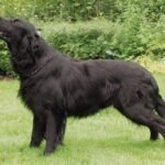 Fotografía de referencia: Retriever de pelo liso