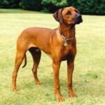 Fotografía de referencia: Ridgeback de Rodesia