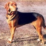 Fotografía de referencia: Sabueso Polaco