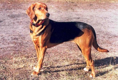 Fotografía de referencia de Sabueso Polaco