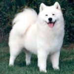 Fotografía de referencia: Samoyedo