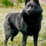 Fotografía de referencia: Schipperke