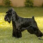 Fotografía de referencia: Schnauzer Miniatura