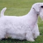 Fotografía de referencia: Sealyham Terrier