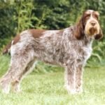 Fotografía de referencia: Spinone Italiano