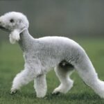 Fotografía de referencia: Terrier Bedlington
