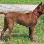 Fotografía de referencia: Thai Ridgeback Dog