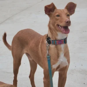 Fotografía del animal Alba en Antequera, Málaga