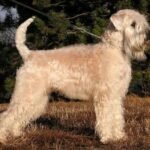 Fotografía de referencia: Wheaten Terrier